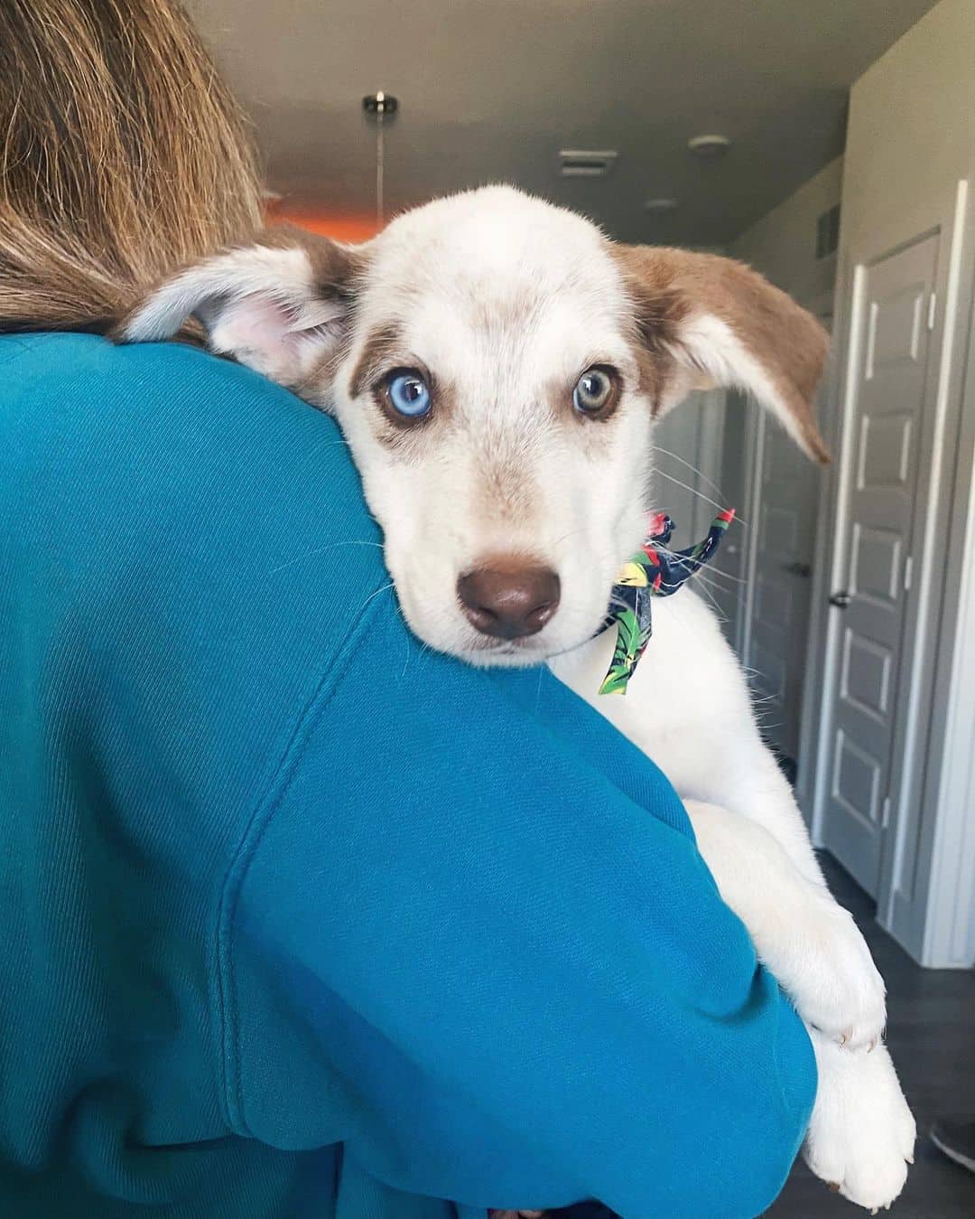 dalmatian husky mix puppy