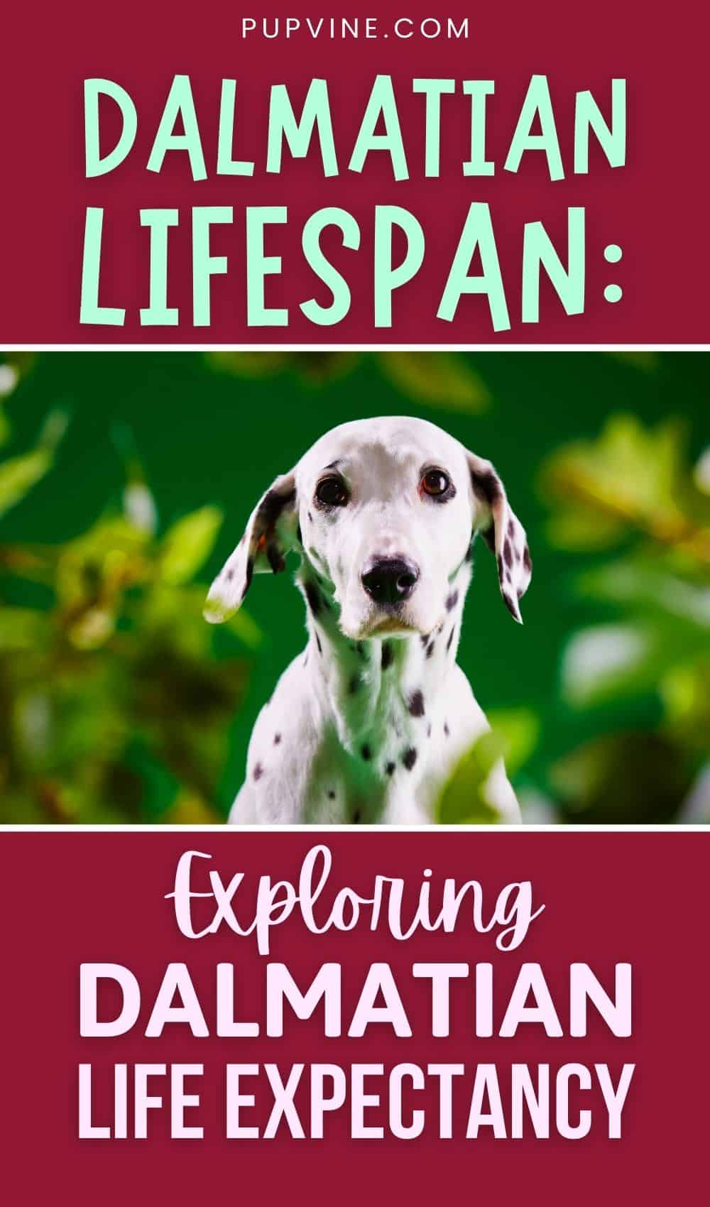 Dalmatian Lifespan Exploring Dalmatian Life Expectancy