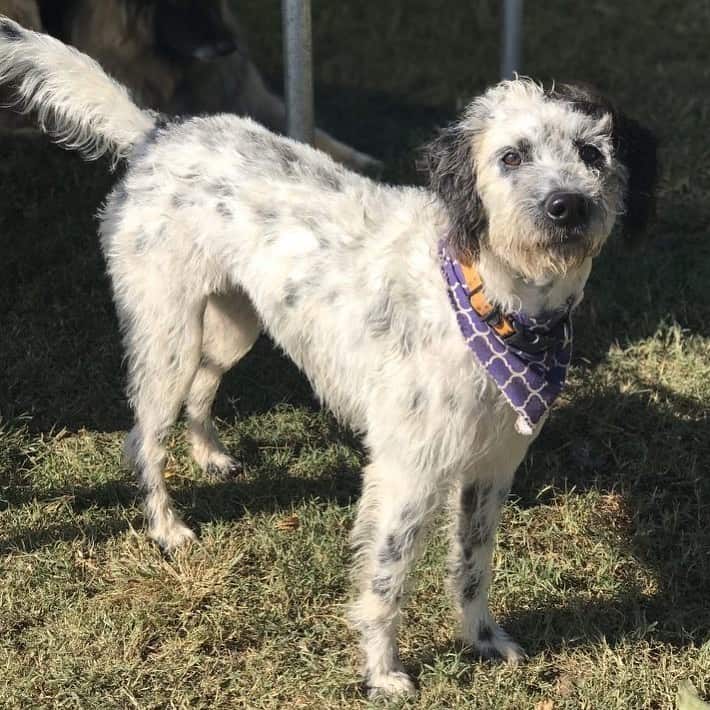 dalmatian poodle mix dog