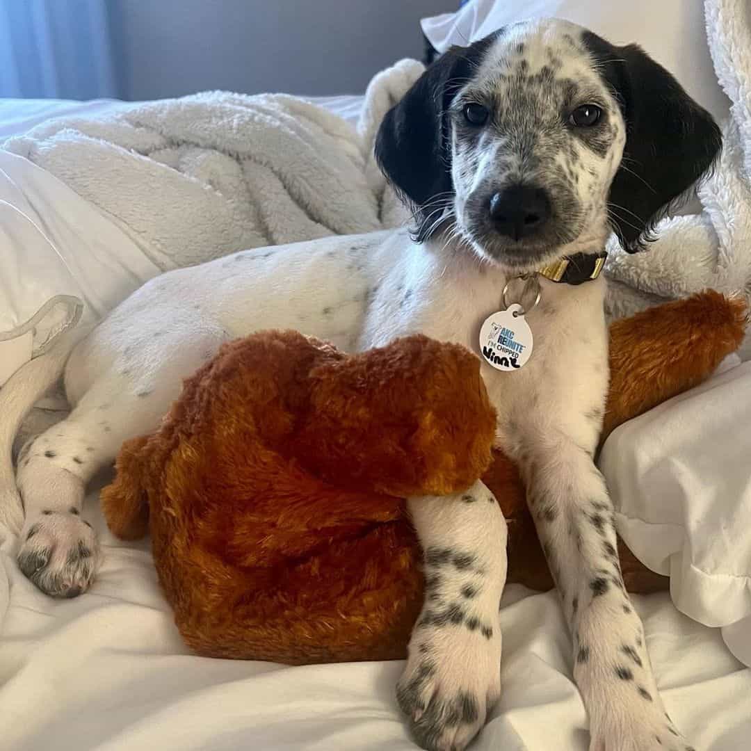 dalmatian poodle mix