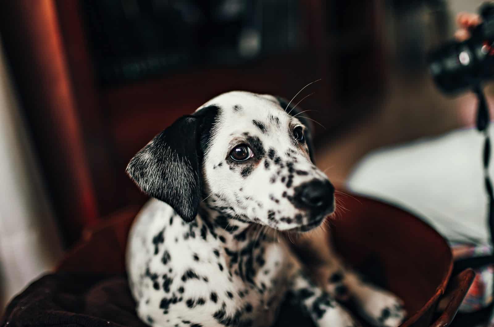 dalmatian puppy