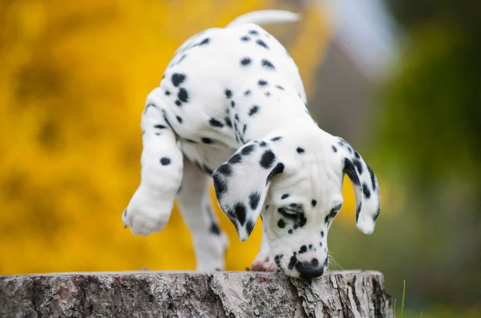 dalmatian puppy