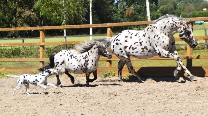 dalmatian running with horses