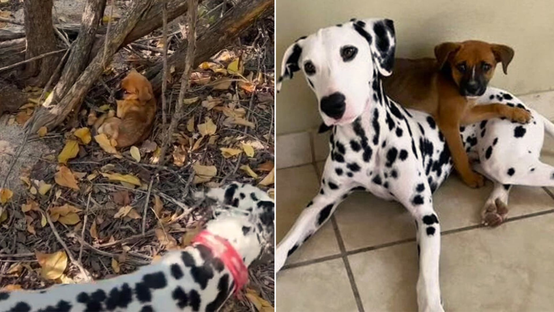 Dalmatian Saves A Scared Little Puppy Abandoned In The Woods