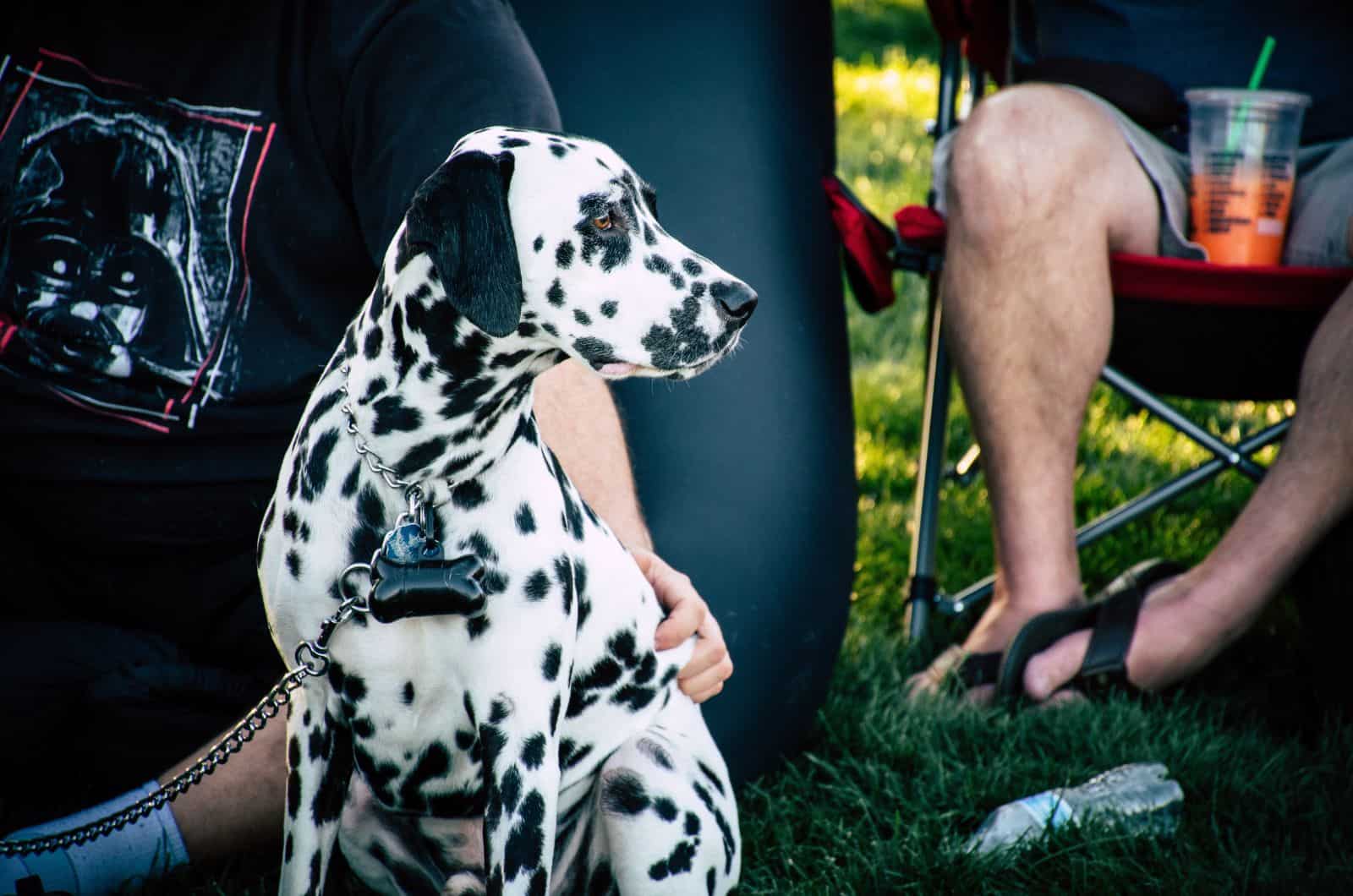 Dalmatian sitting in cafe