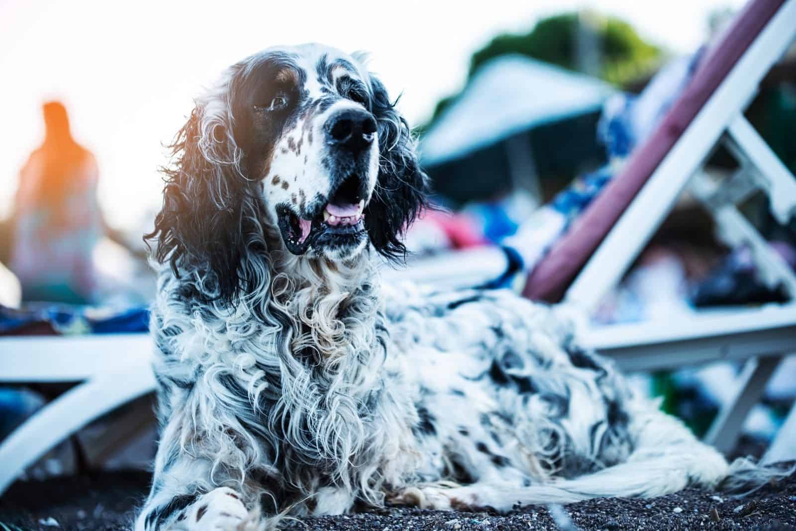 dalmatian with long hair sitting outdoors in fair