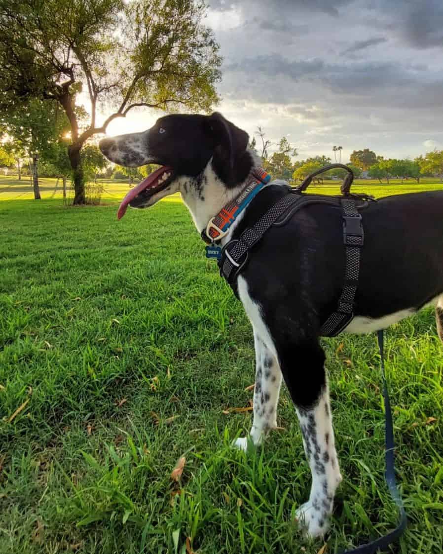 dalusky mixed breed dog