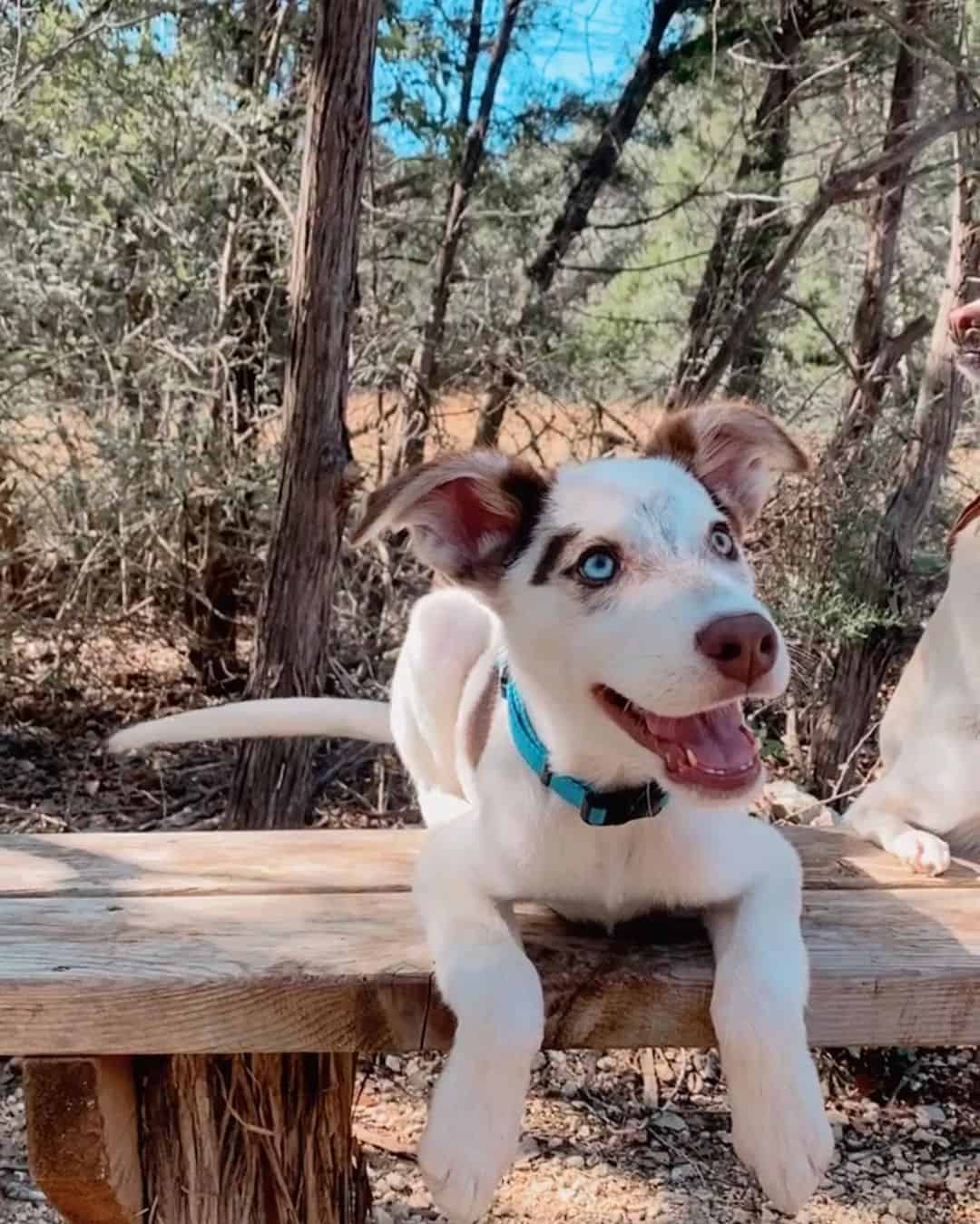 dalusky puppy