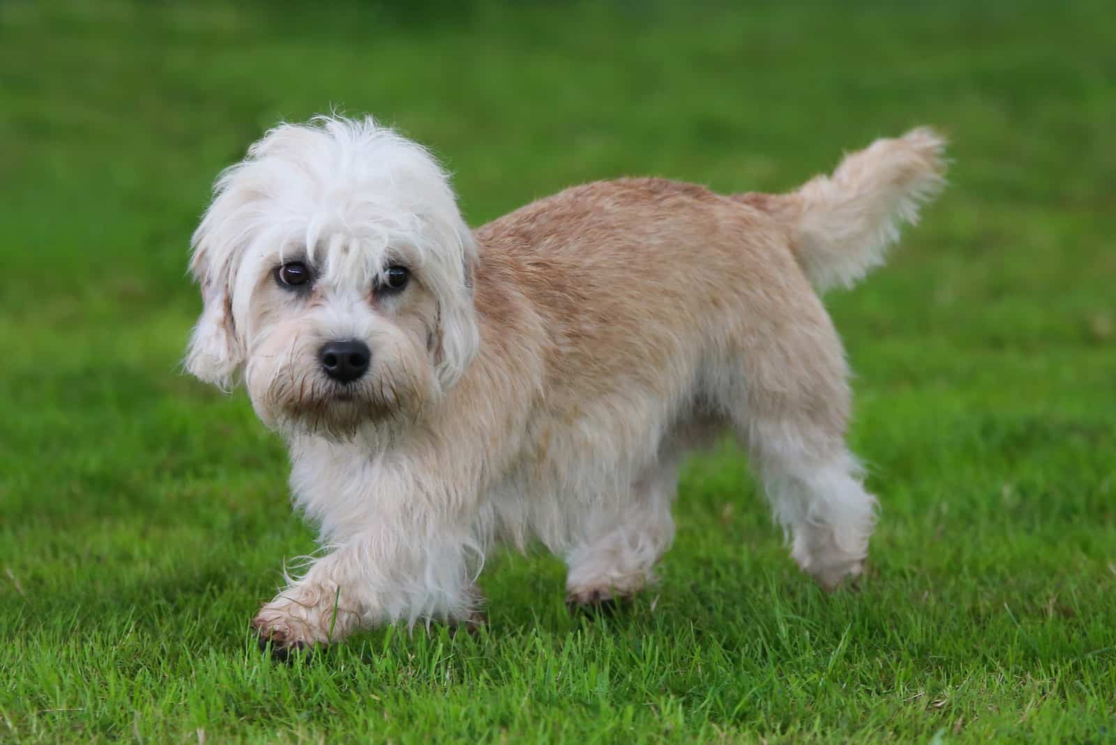 Dandie Dinmont Terrier