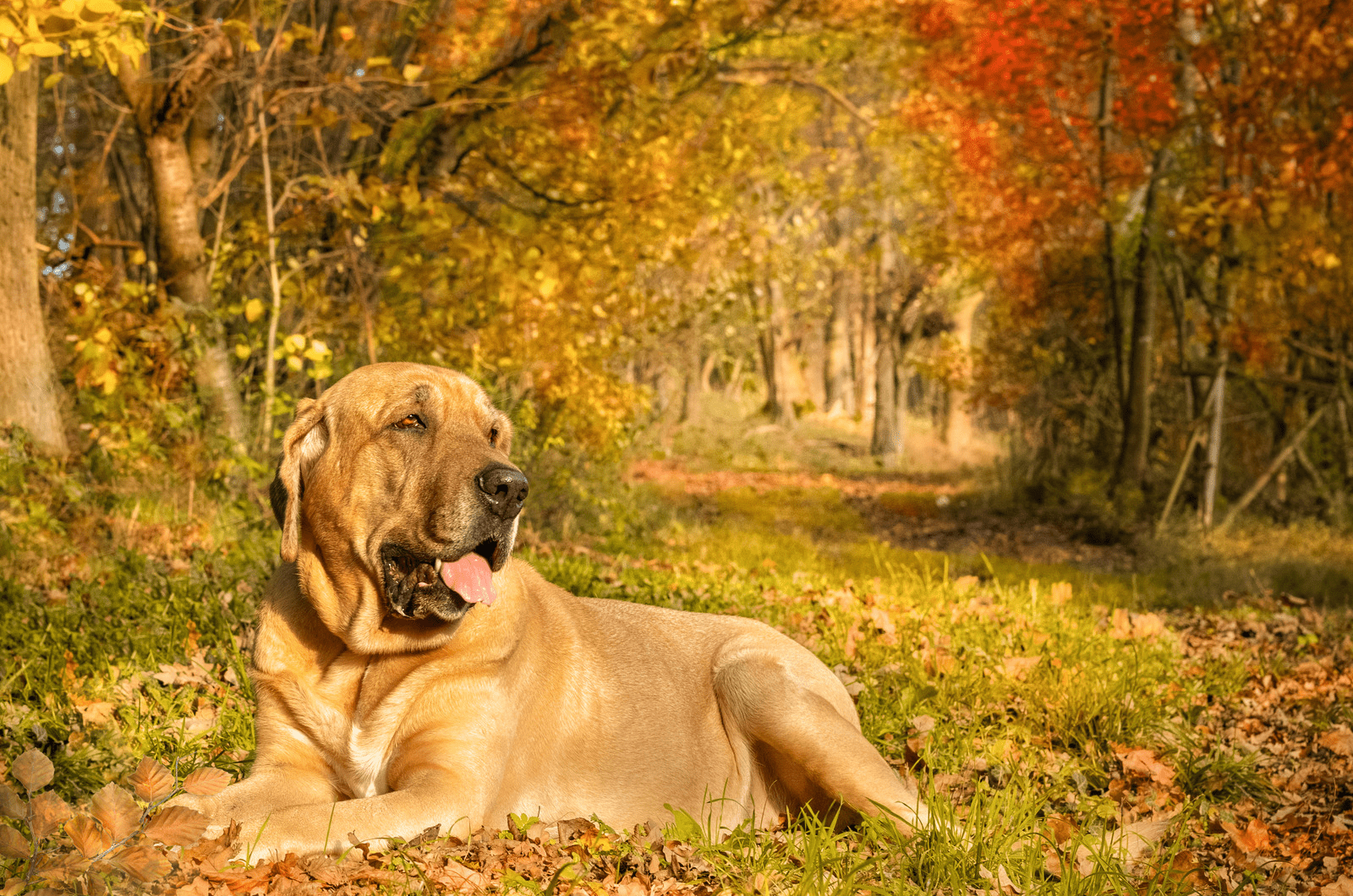 danish mastiff