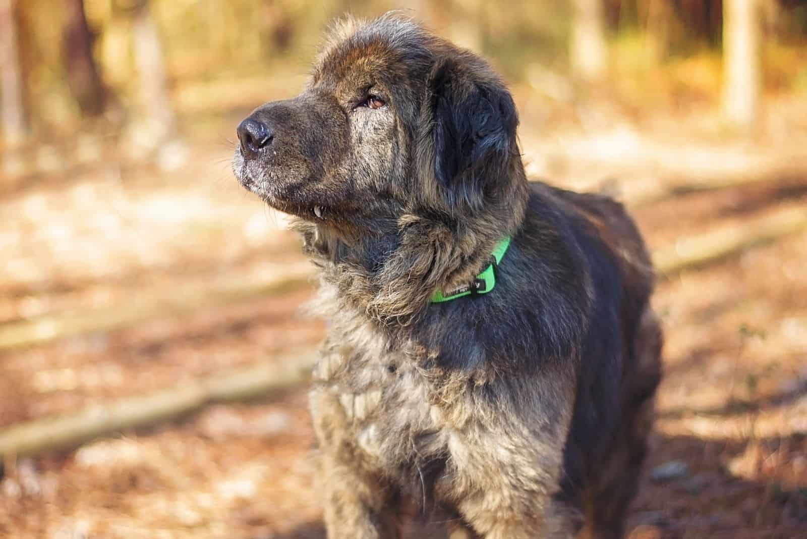 dark colored sharpei with bear coat standing outdoors