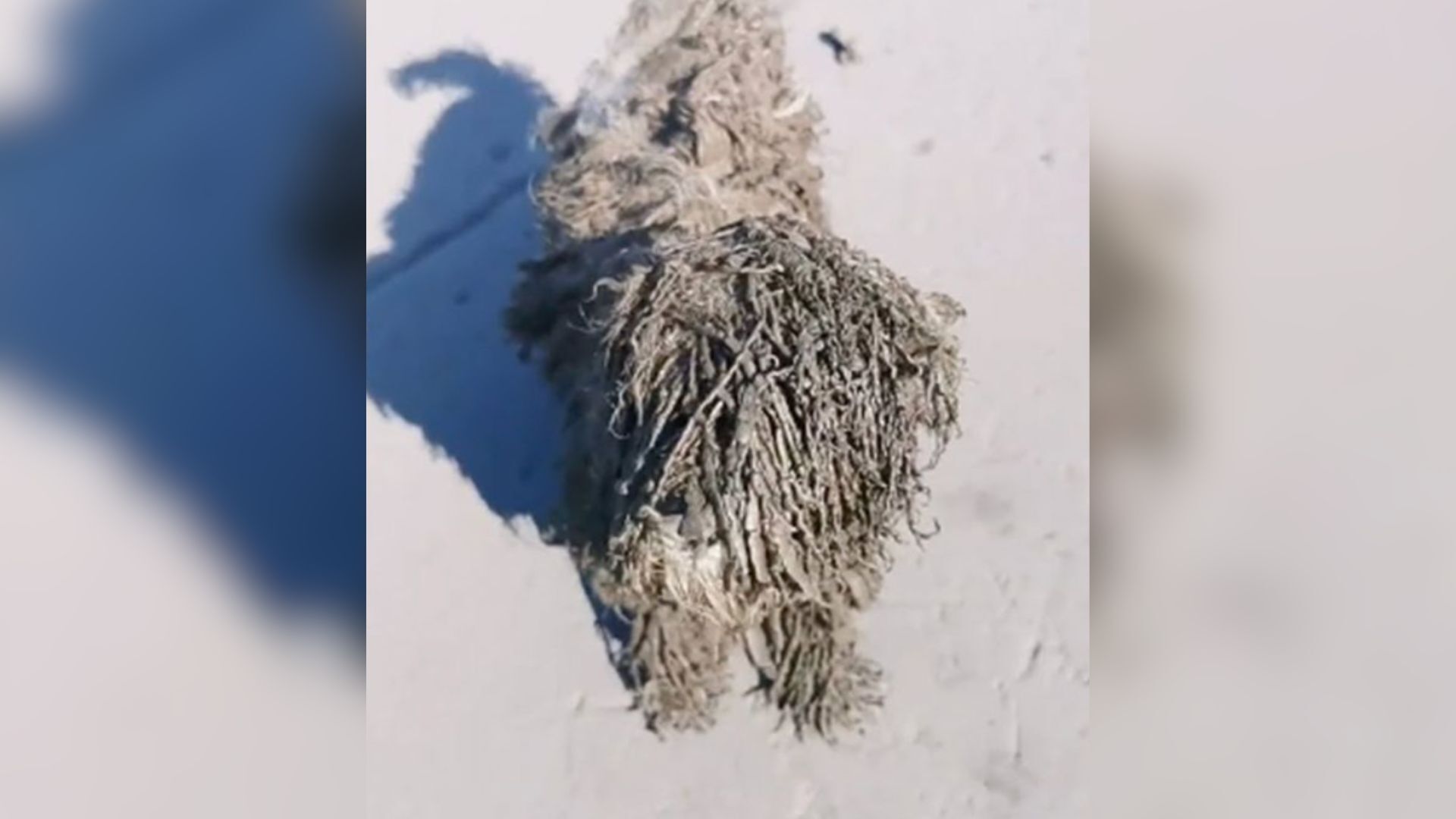 Dark Mud Ball Was Standing On The Road, Begging Passers-By To Stop And Save Her