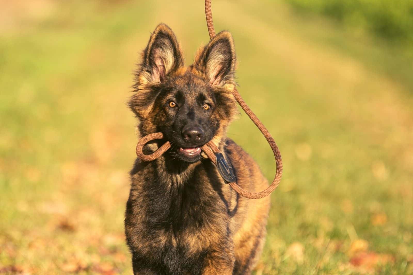 Dark sable longcoated German shepherd puppy carrying his leash