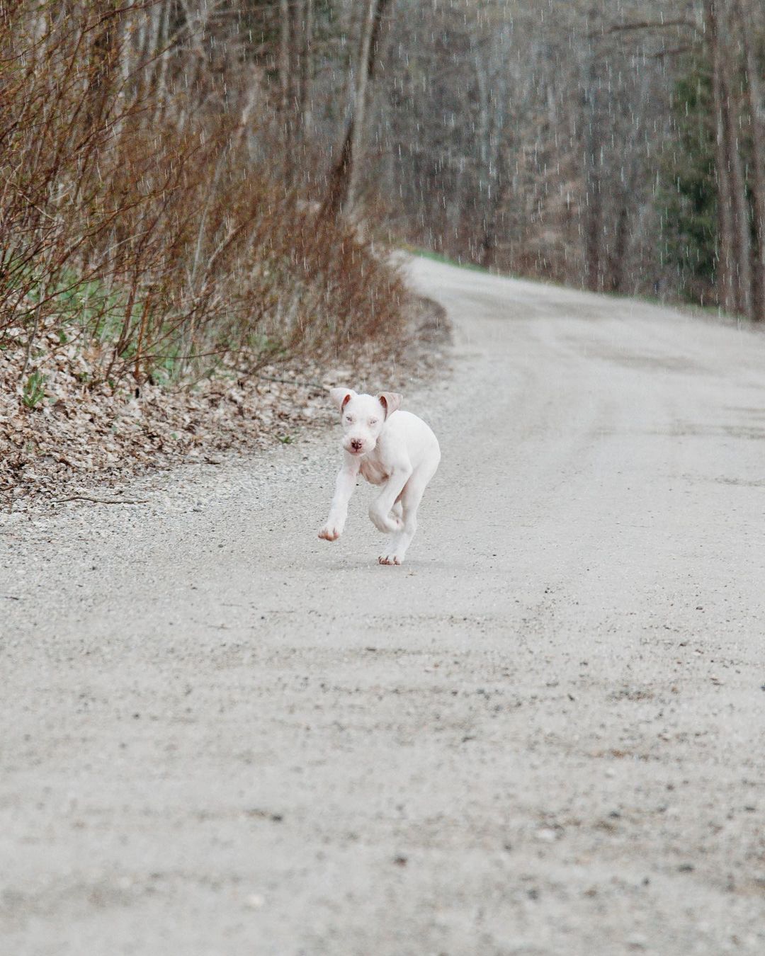 deaf dog running around