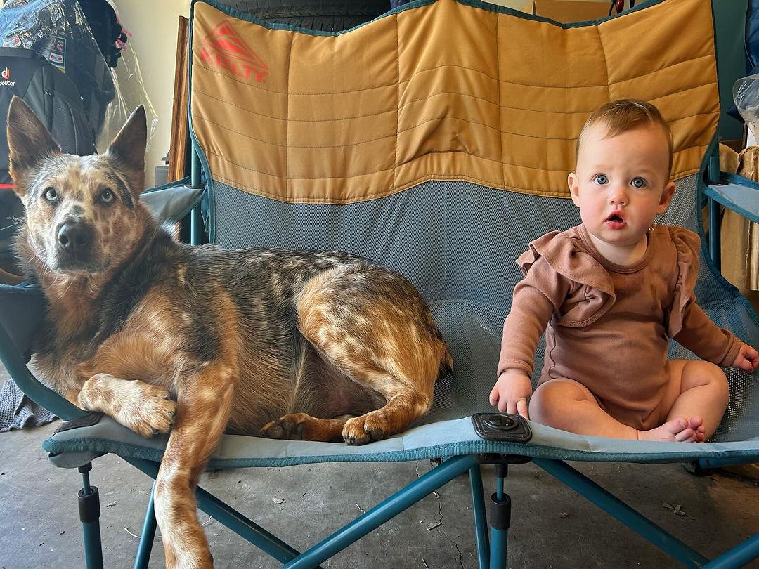 deaf dog sitting on chair with baby