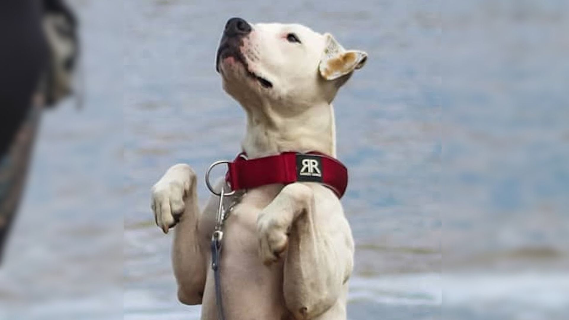 Deaf Dog Was Depressed After Being Surrendered To A Shelter But There He Met Someone Amazing