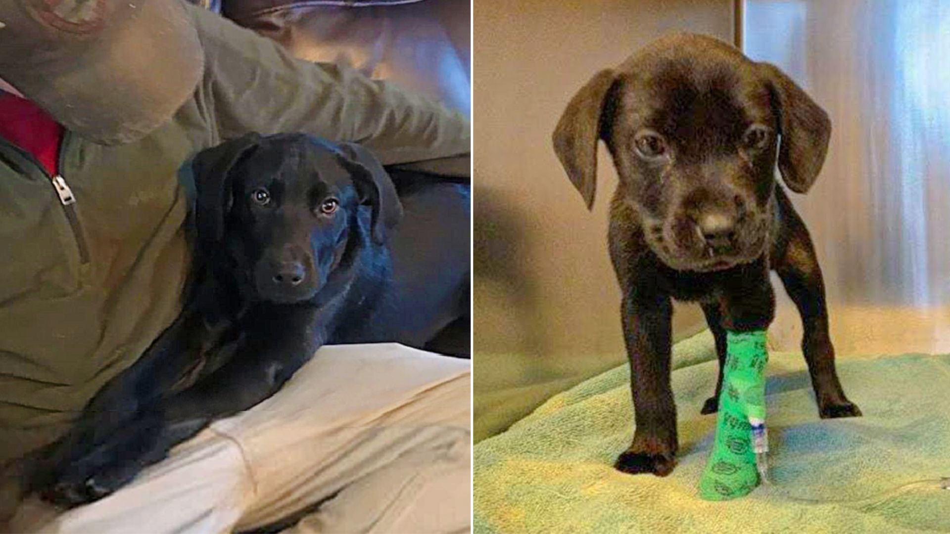 Deaf Man Gives Forever Home To Deaf Puppy And Teaches Him Sign Language