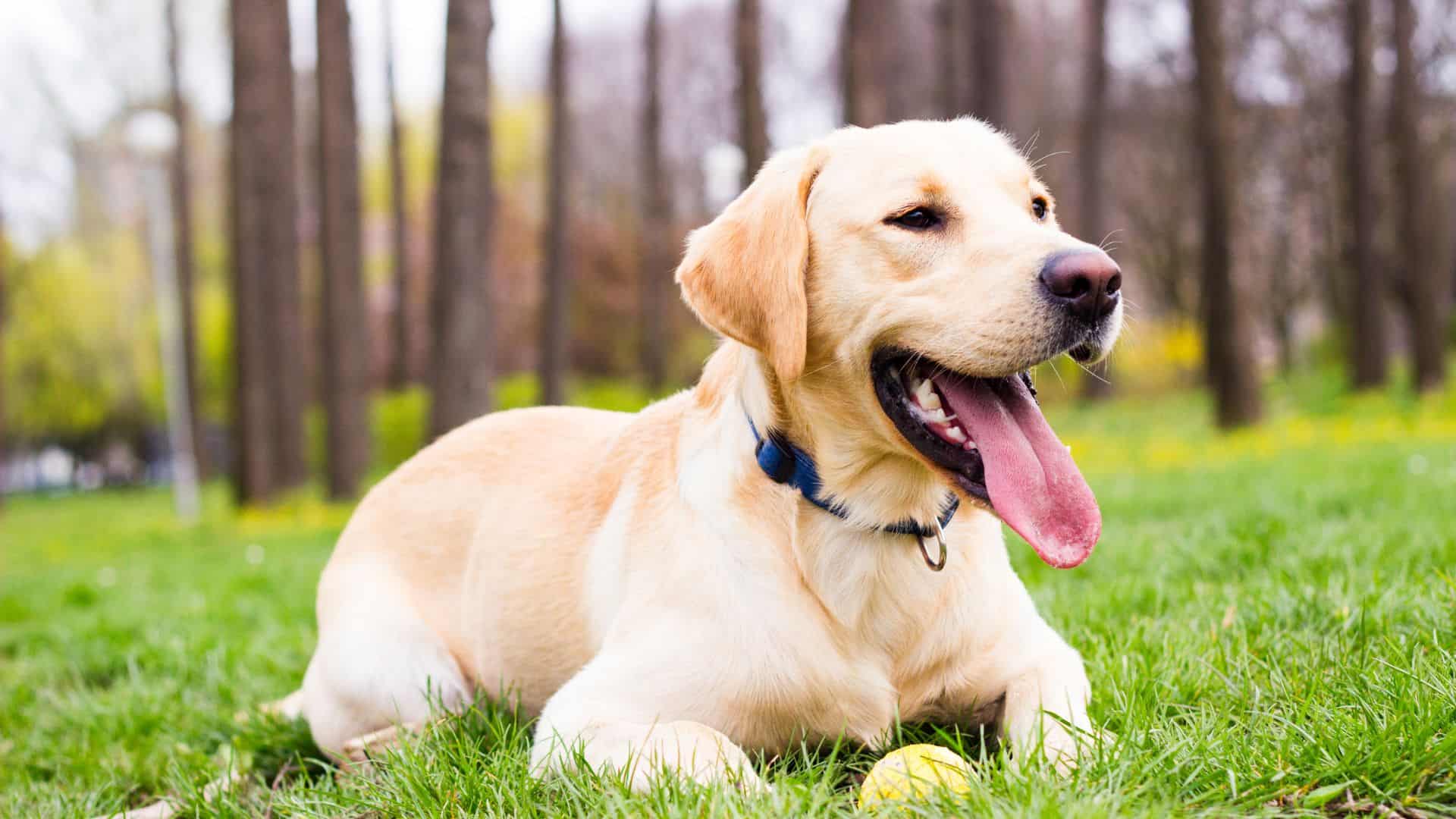 Decoding The Length Of A Dog’s Memory