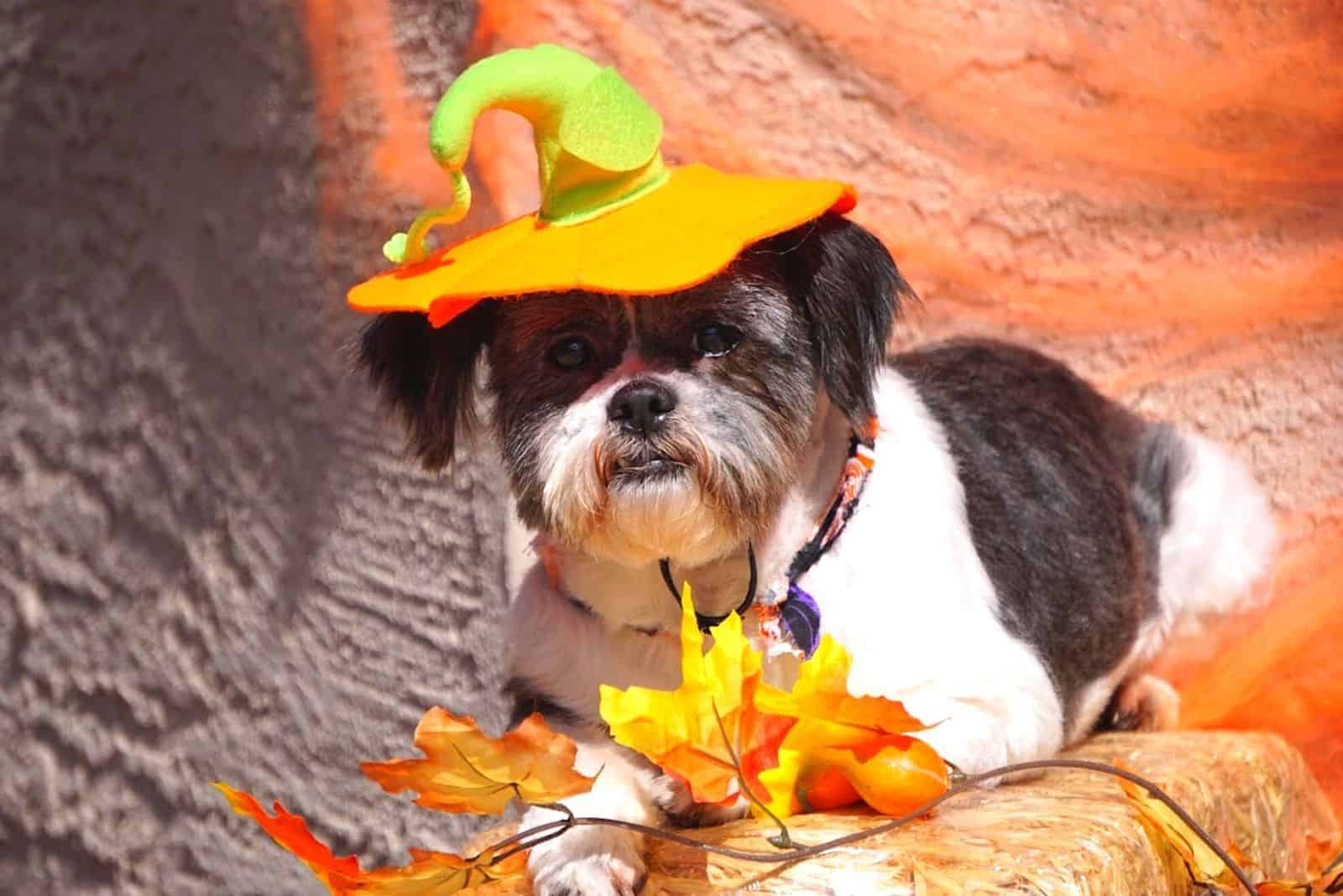 decorated shih tzu dog colored black and white ready for halloween