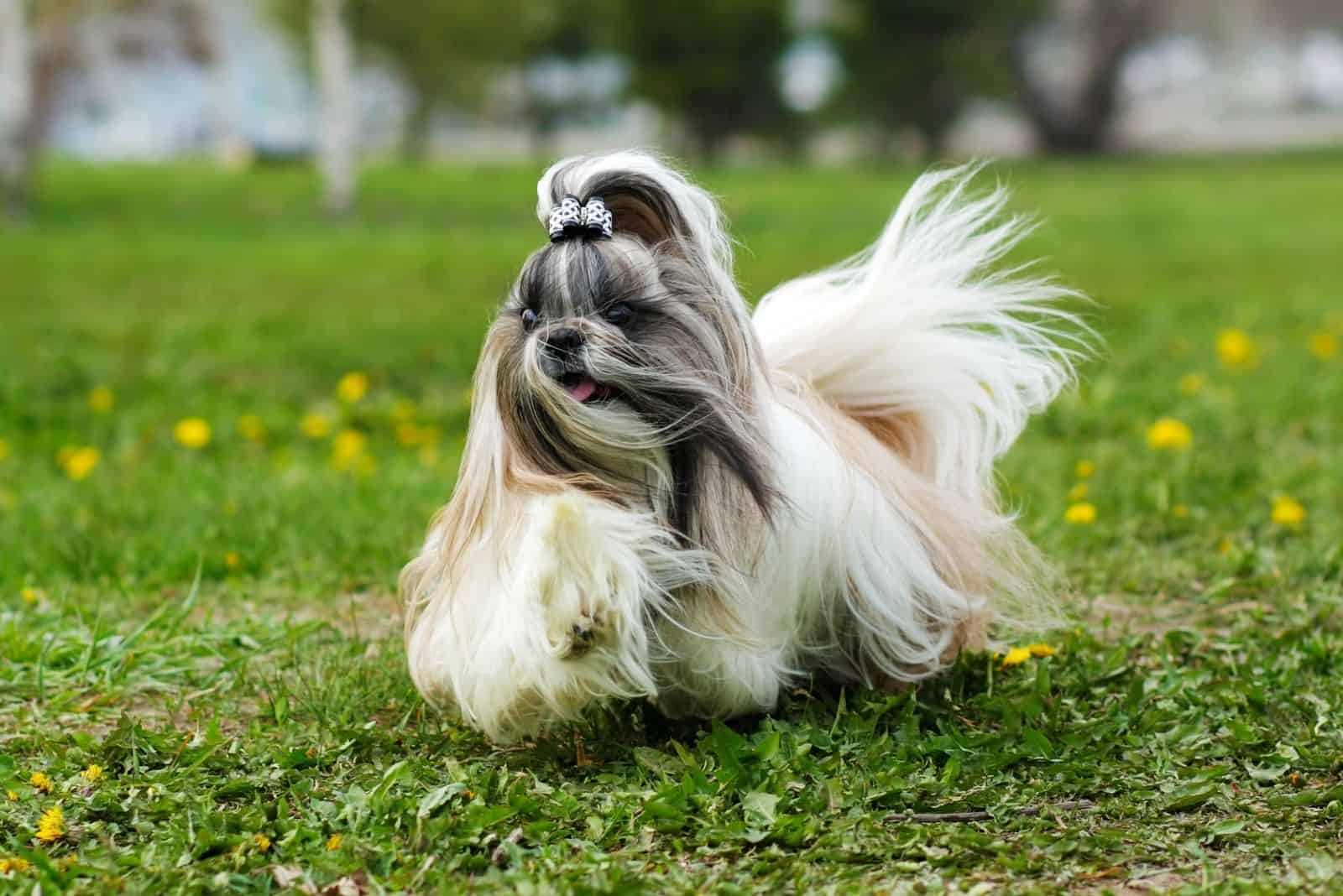 decorative shih tzu dog running in the garden