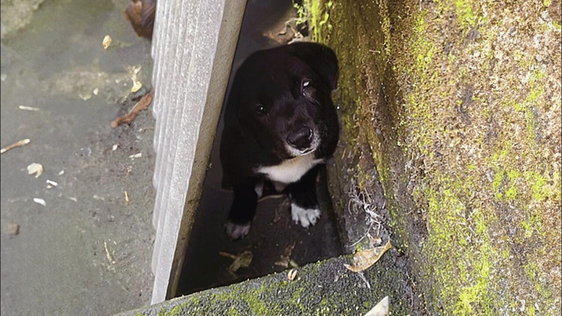 Deaf Mama And Her Blind Puppy Were Trying Their Best To Survive On A Dangerous Riverbank