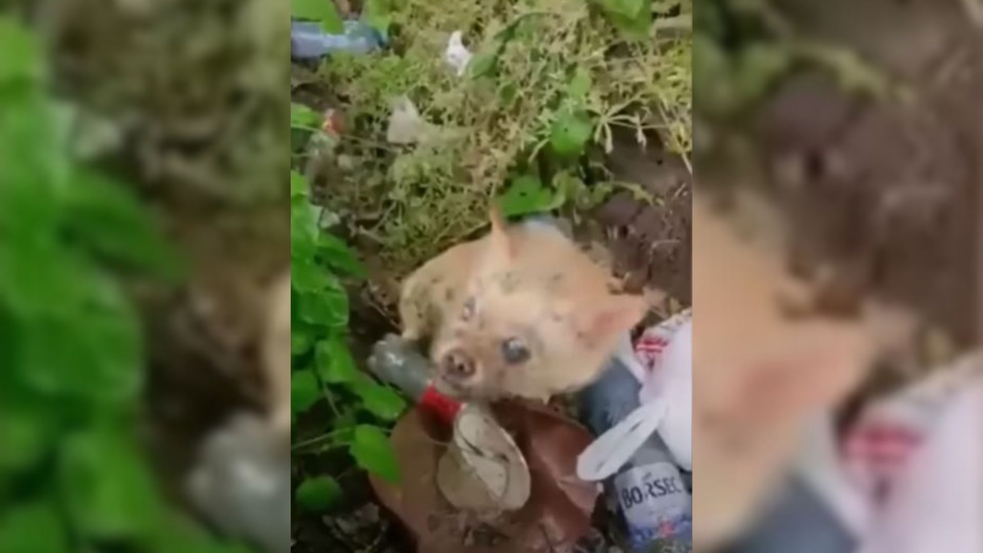 Rescuers Left Completely Heartbroken When A Pup Begs Them To Help Her Blind Friend