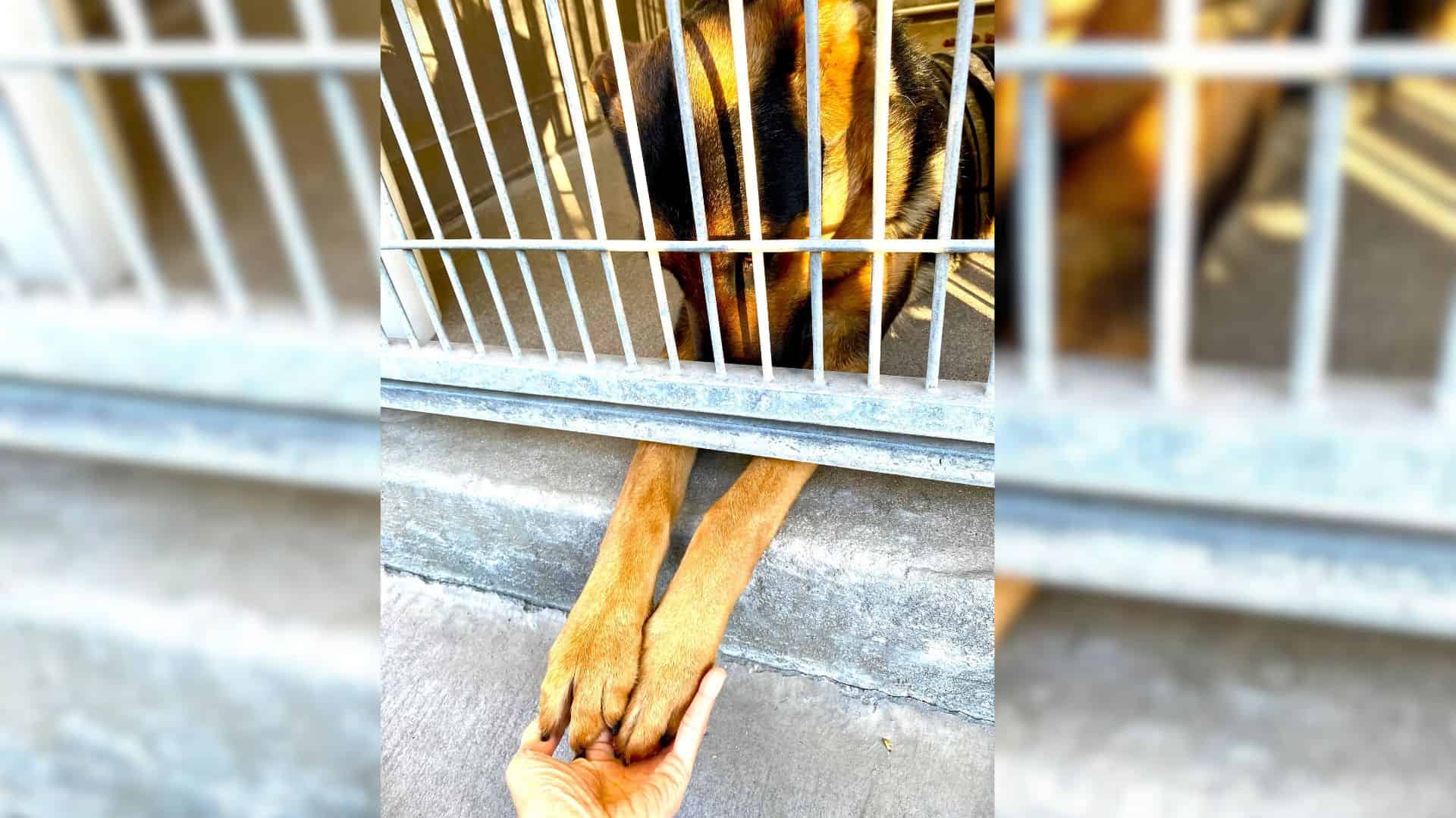 This German Shepherd Holding Visitors’ Hands Will Melt Your Heart