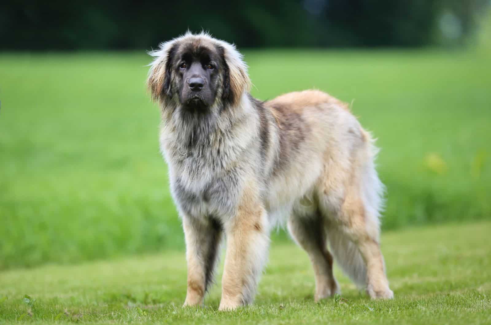 Detailed Leonberger Growth Chart For All Dog Lovers