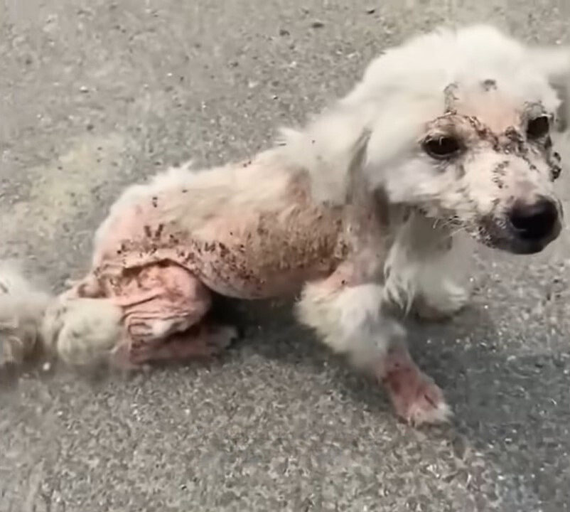 dirty and injured white dog