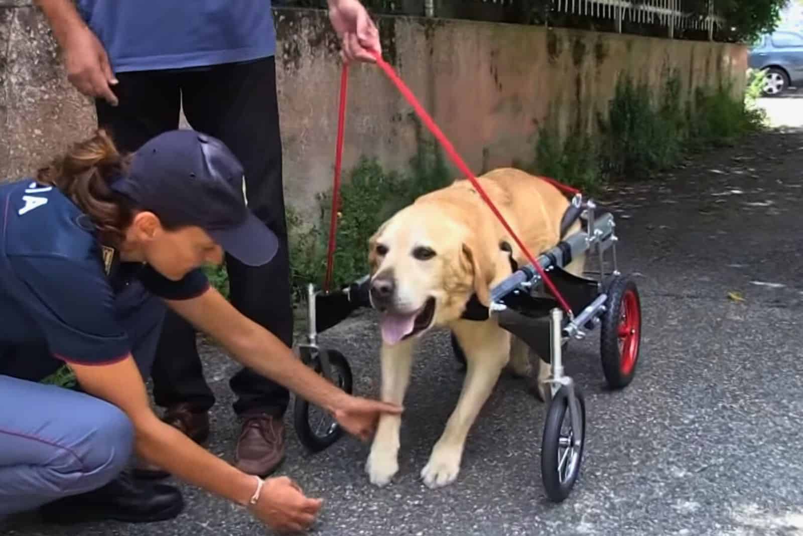 disabled dog using whelchair