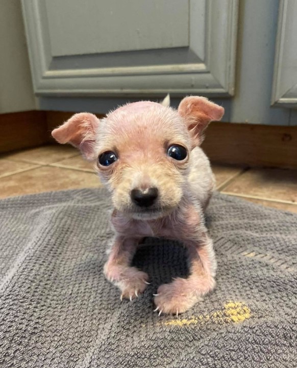 Disabled Pup is lying on a gray mat and looking at the camera