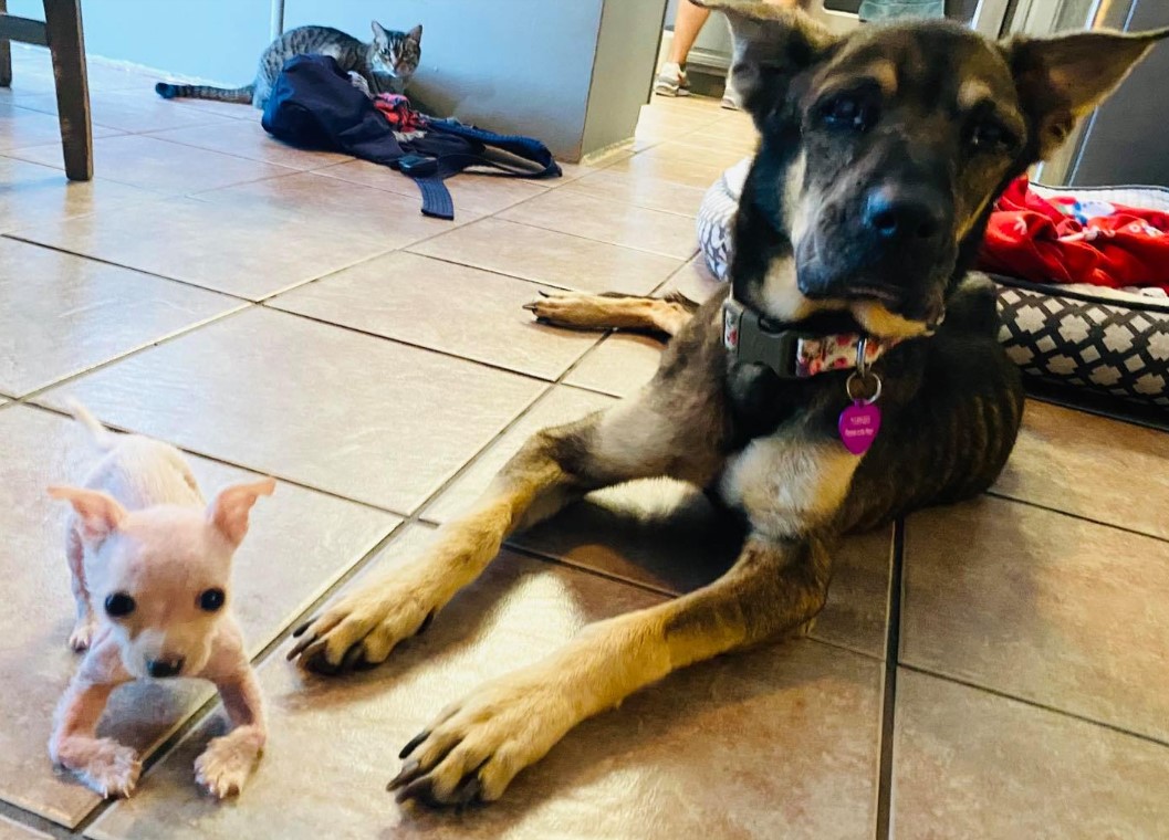 disabled puppy with dog and cat on tiles