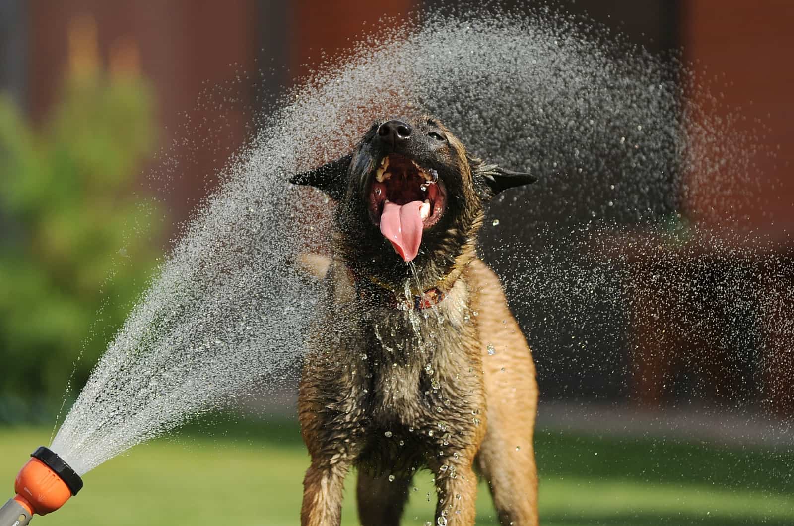 Do Belgian Malinois Like Water? Find Your Answer In The Pool