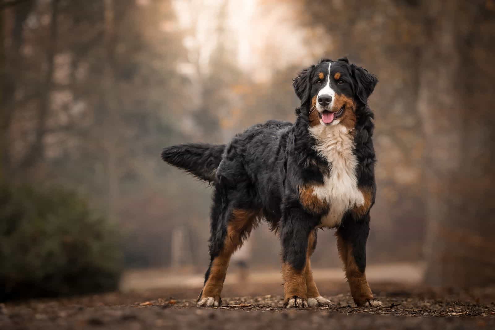 Do Bernese Mountain Dogs Shed? Shedding Light On the Matter