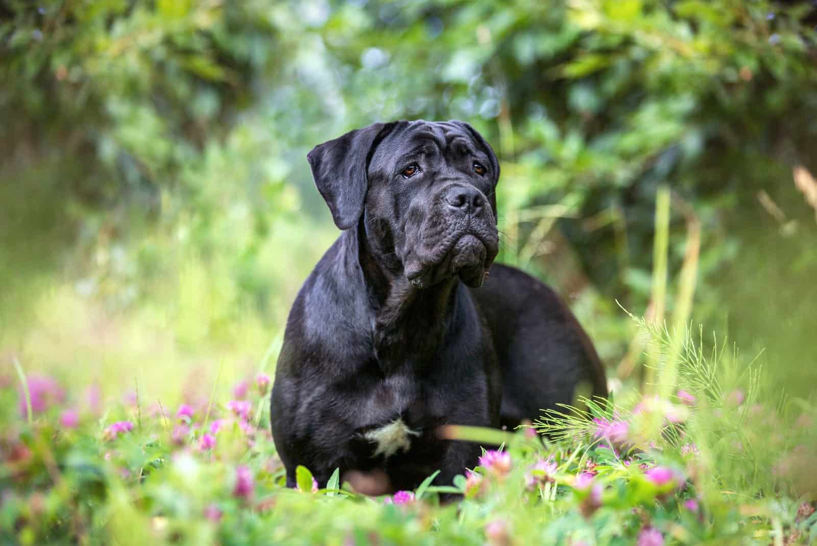 Do Cane Corsos Shed A Lot? Short Coat Shedding Issues