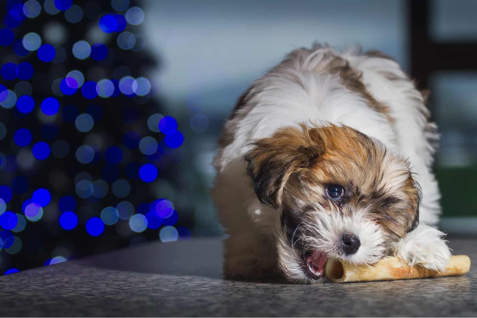 Do Cavachons Shed? A Helpful Guide To A Messy Situation