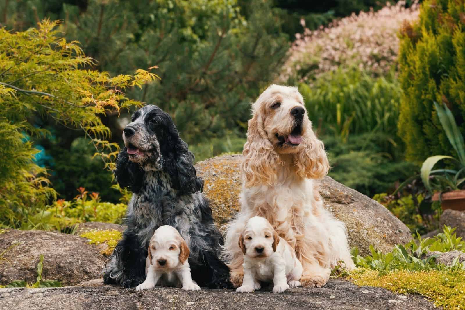 Do Cocker Spaniels Shed: Everything You Need To Know