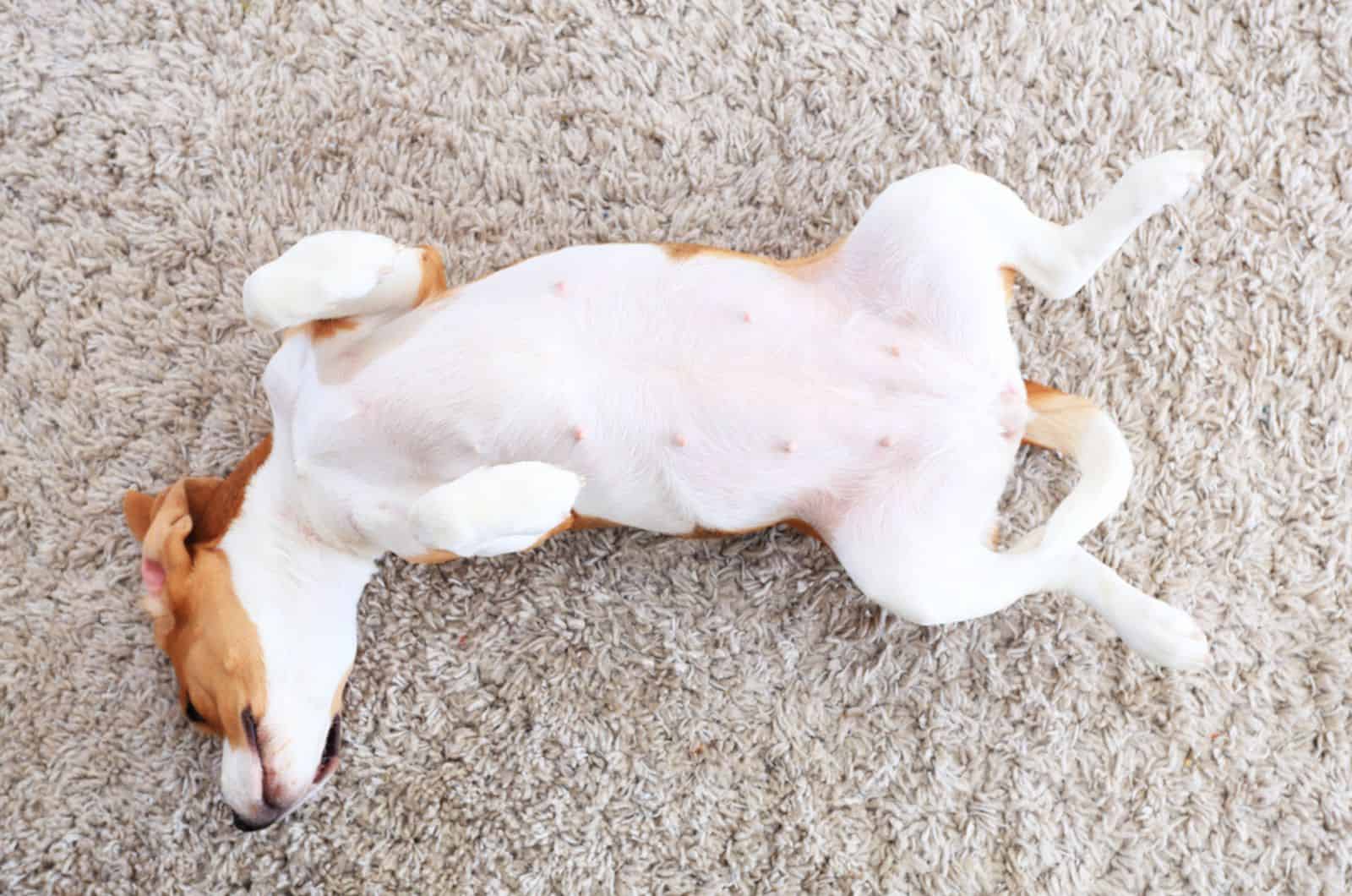 Do Dogs Have Belly Buttons? A Small Guide On Canine Navels