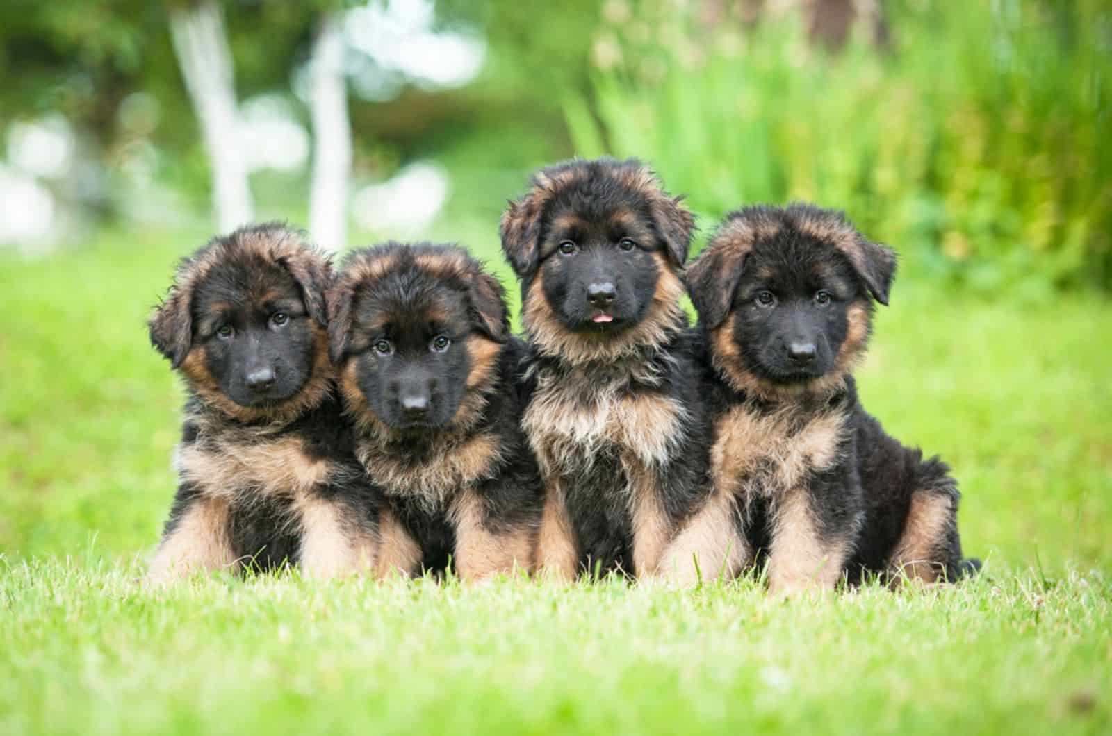 Do German Shepherd Puppies Change Color? Revealing The Facts