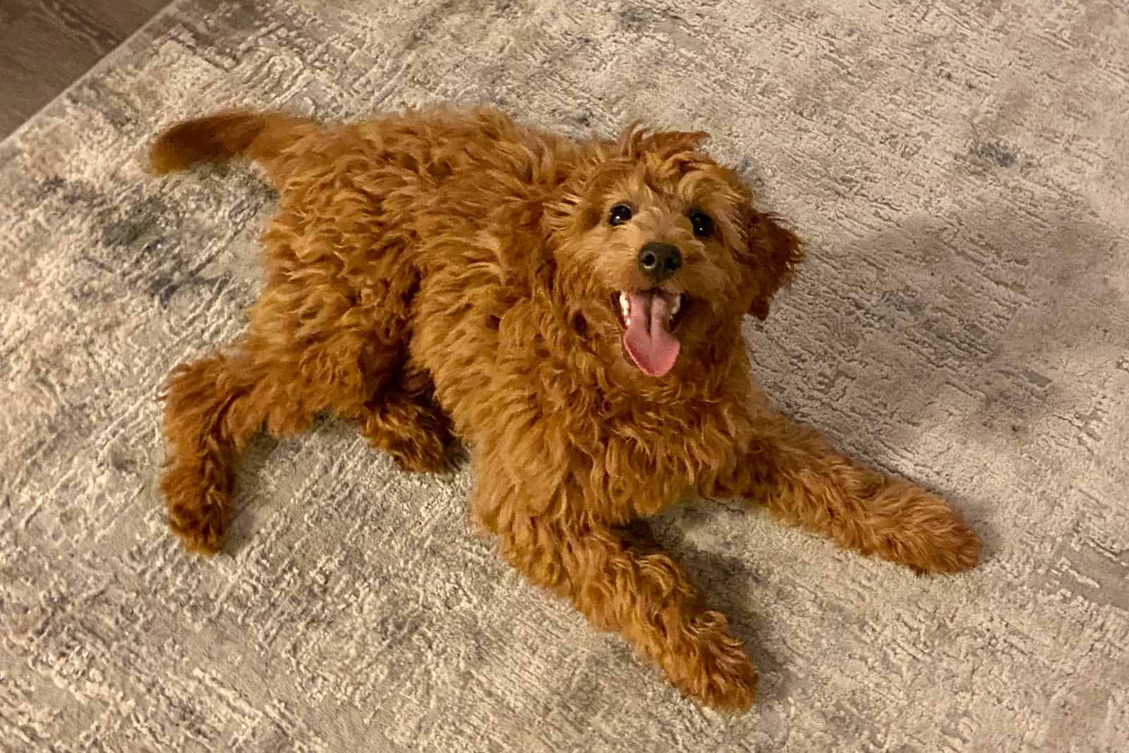 Do Goldendoodles Shed? An Honest Guide To Doodle Shedding