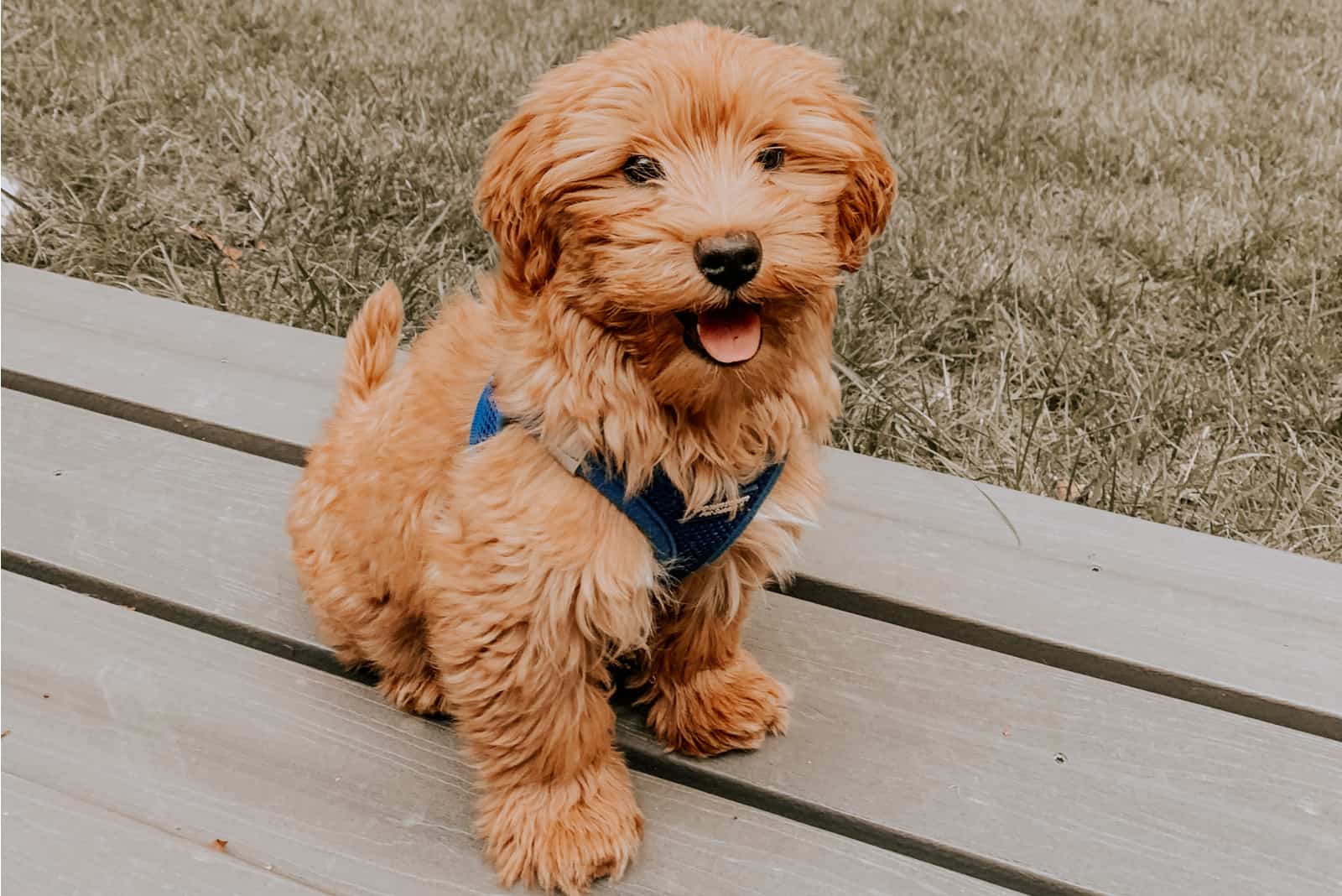 Goldendoodles sits on a wooden base