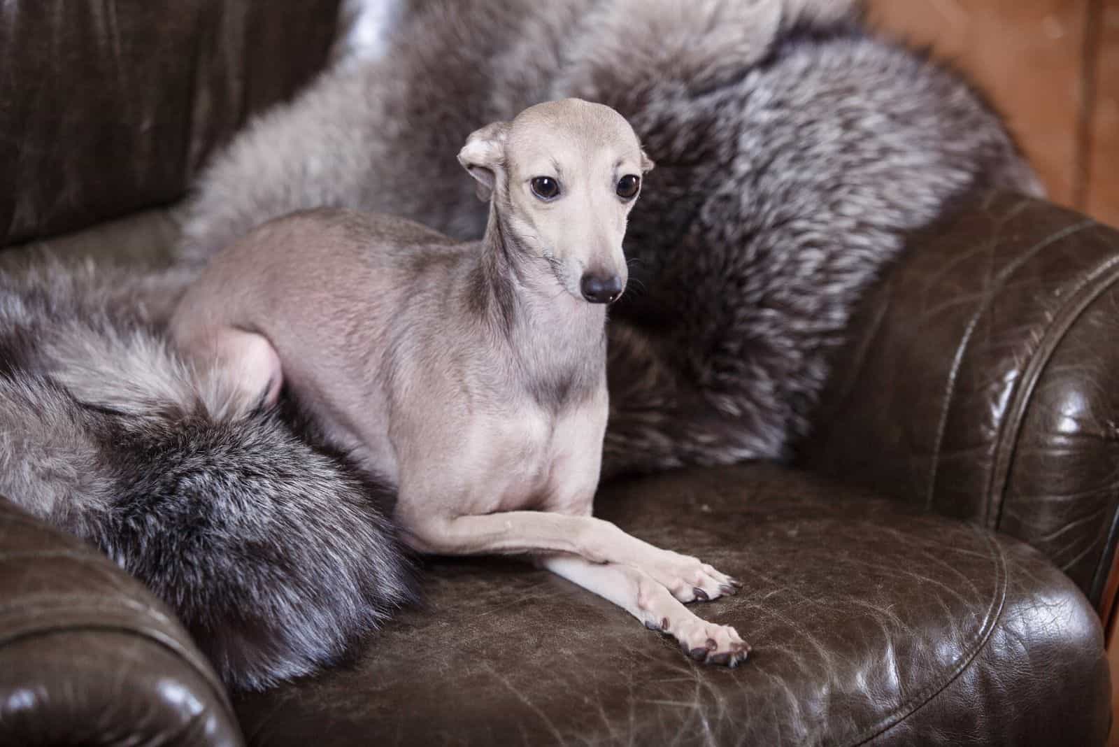 Do Greyhounds Shed? What To Expect From Living With Them