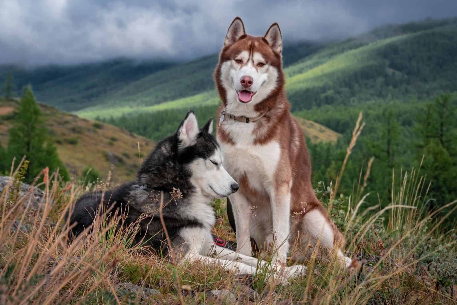 Do Huskies Bark? A Helpful Guide To Husky Vocalization