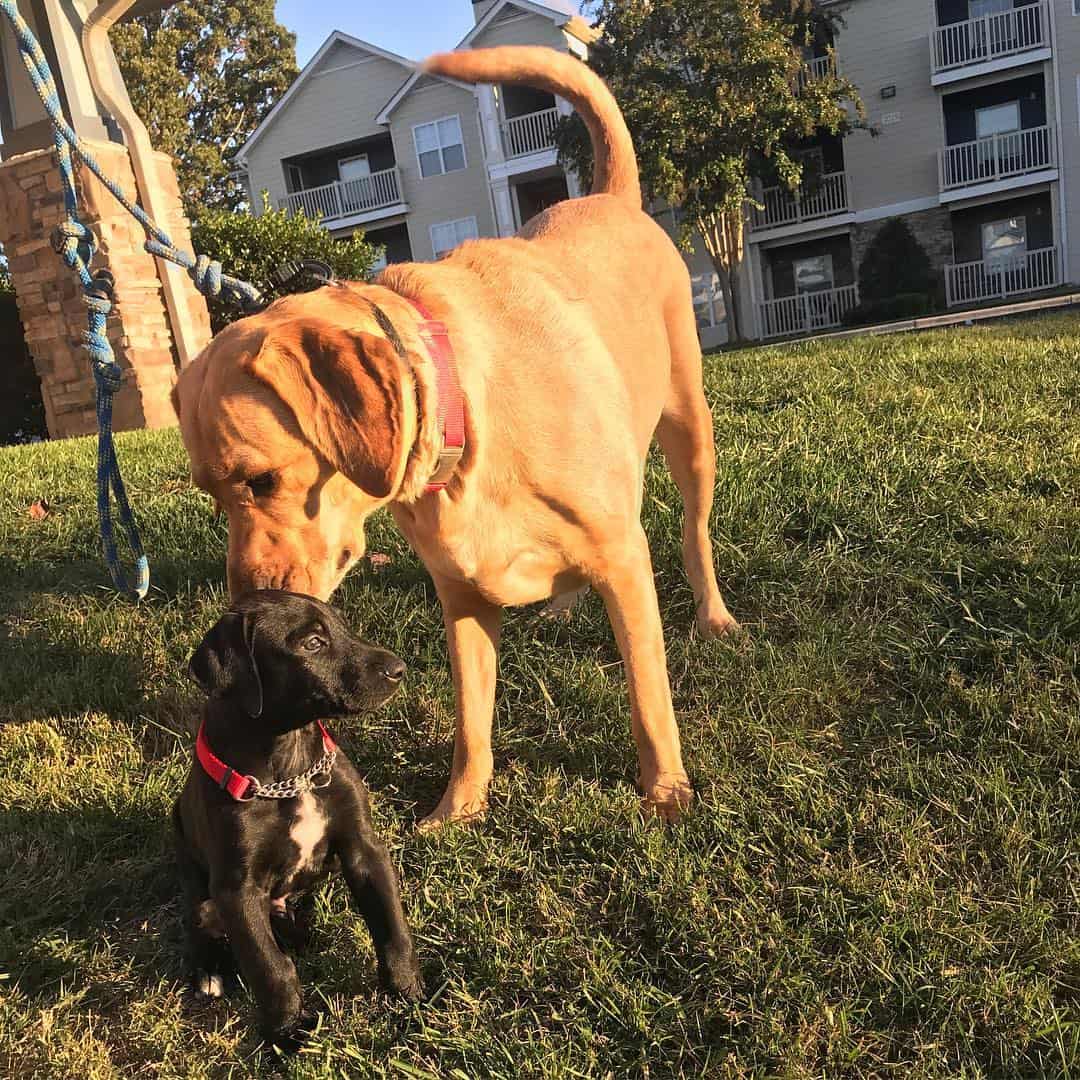 doberdane puppy with retriever