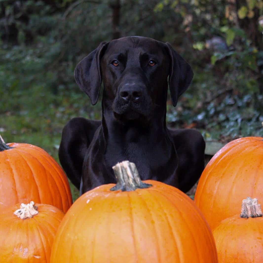 doberdane sitting behind pumpkins