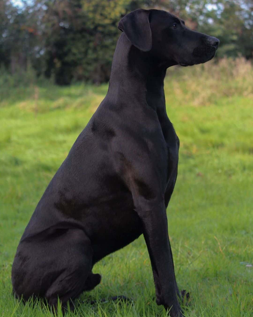 doberdane standing upright