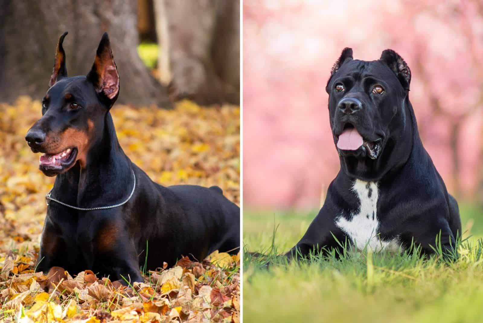 doberman and cane corso