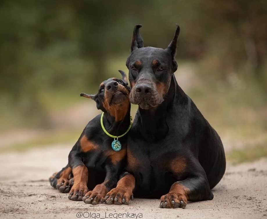 doberman and its puppy