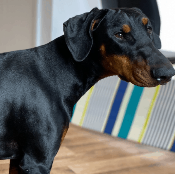 Doberman at home