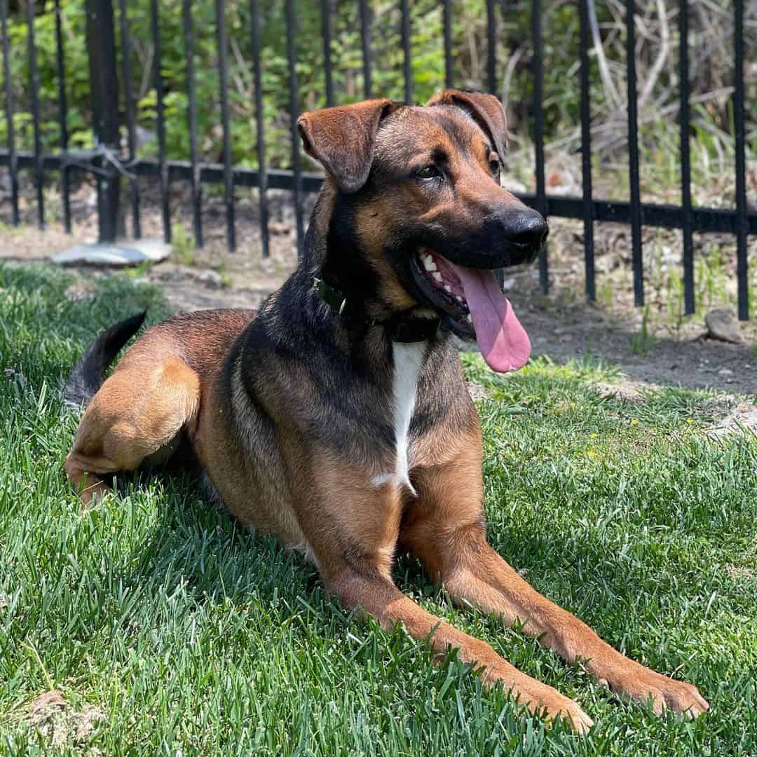 doberman belgian malinois mix